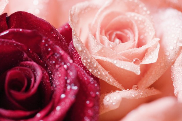Wet roses with dew