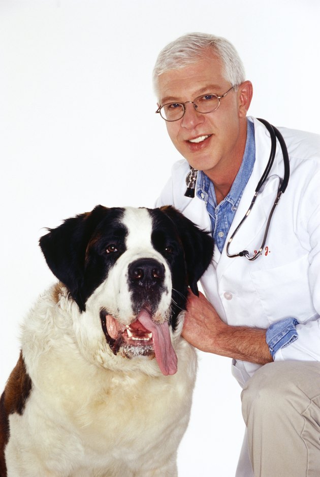 Veterinarian with a dog