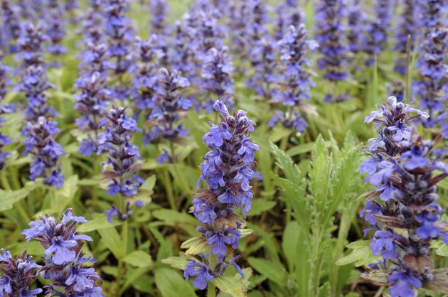 flowers of sage