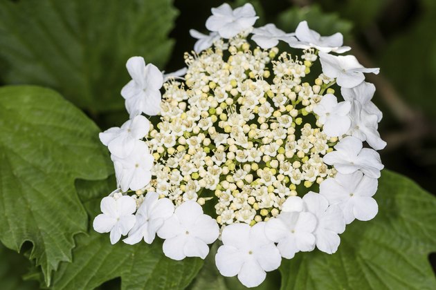 Blooming viburnum