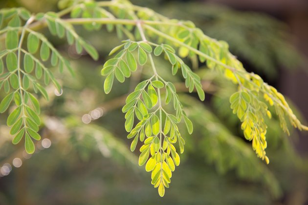 What Is a Moringa Tree? | eHow