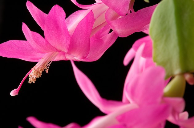 Christmas cactus