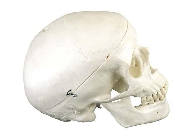 Skull