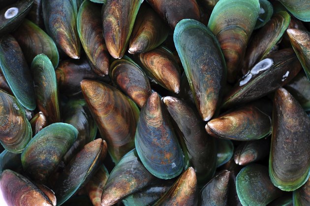 Fresh mussels