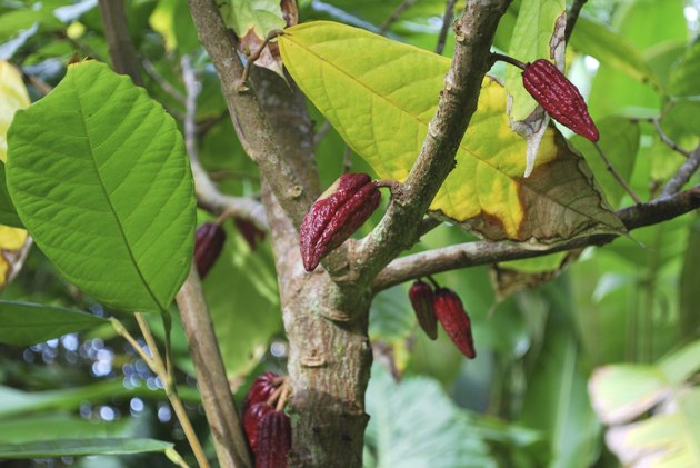 Cocoa Plant with Fruit.