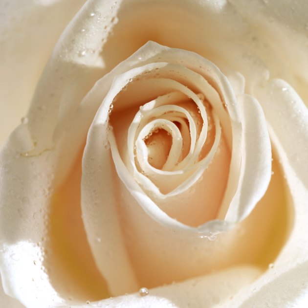Close-up of a rose