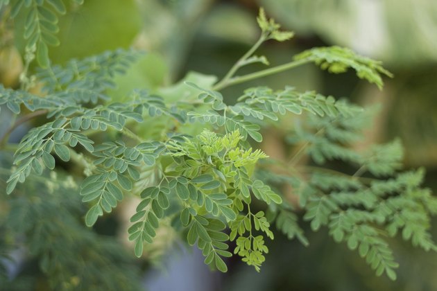 Moringa oleifera (the tree of life)