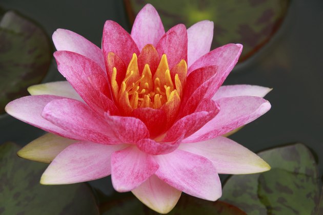 Lotus