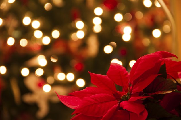 Christmas Decoration with Poinsettia Flowers