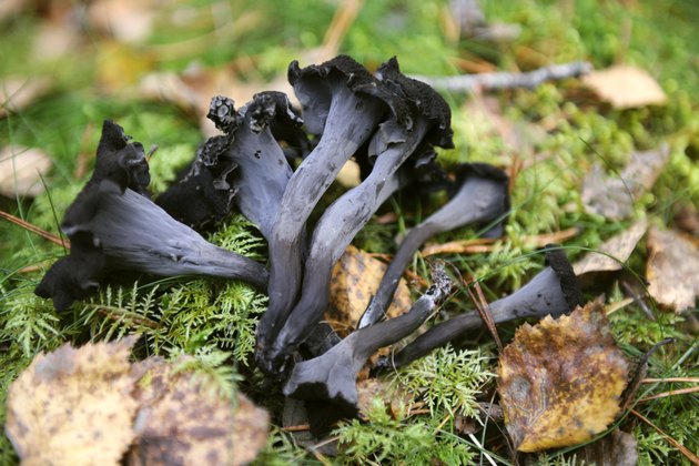 Craterellus cornucopioides, Black trumpet