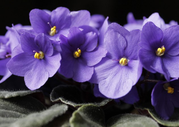 violets