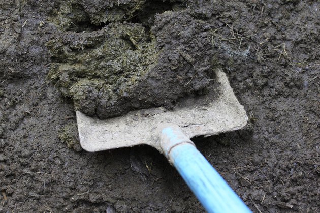 Cow manure