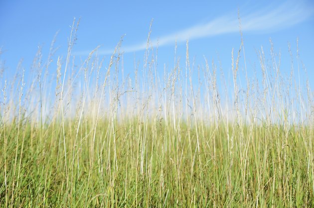 Long Grass