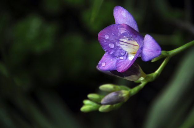 Close up of beautiful blue purple Freesia flower