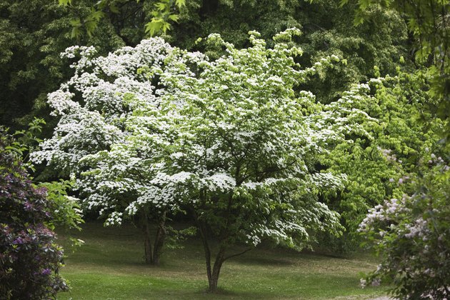 Kousa Dogwood