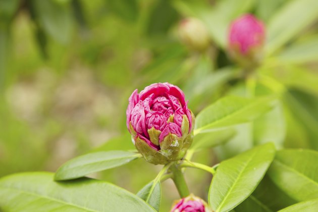 Bud of pink camellia
