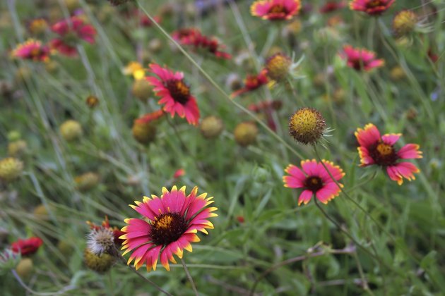 Indian Blanket (Gaillardia pulchella) wildflowers in a Texas field