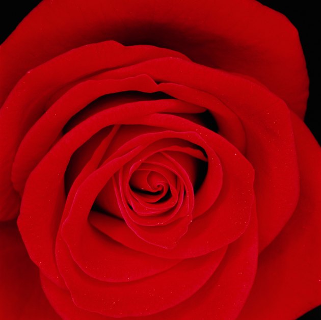 Red rose (Rosa sp.), close-up