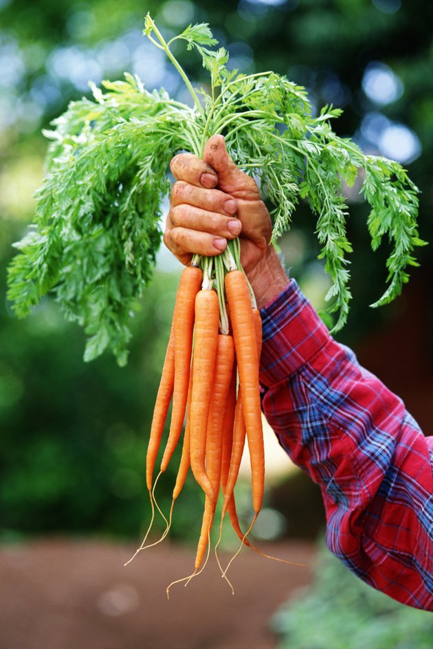 Hand holding carrots