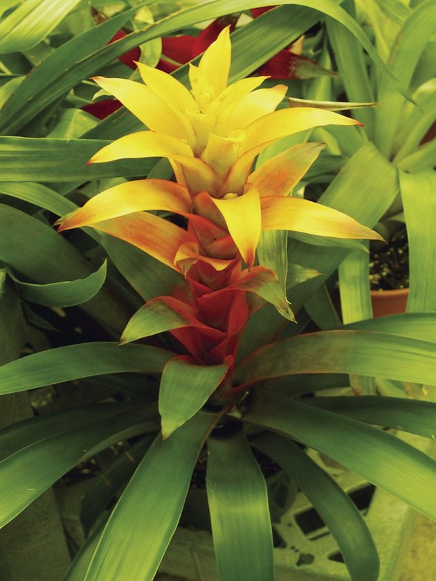 Yellow Bromeliad flower
