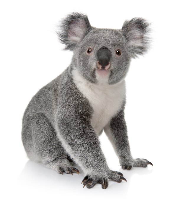 Front view of Young koala, Phascolarctos cinereus, sitting.