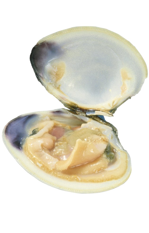 Open clam