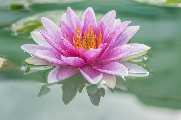 Beautiful Pink Lotus, water plant with reflection in a pond