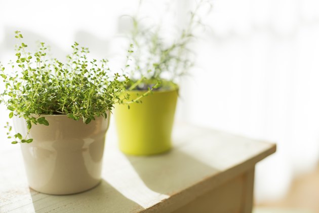 The houseplant which there is in a room