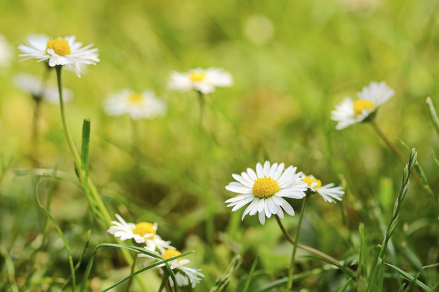 Daisies in grass lawn on a sunny day