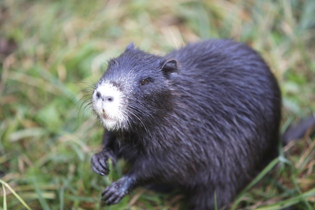 Nutria Myocastor coypus