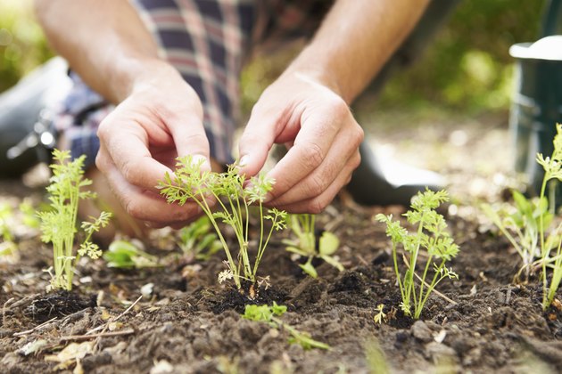 Close Up Of Man Planting Seedlings In Ground On Allotment