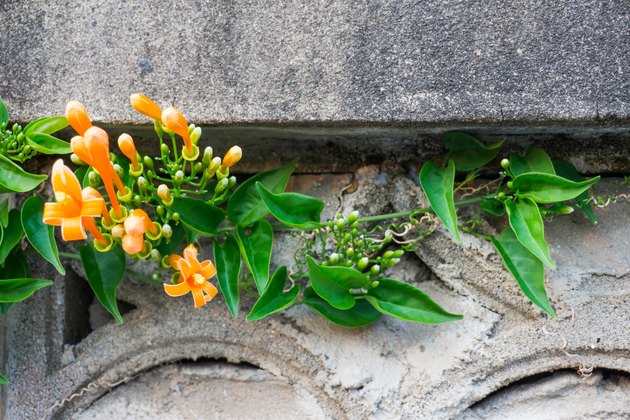 Fresh Orange trumpet flower