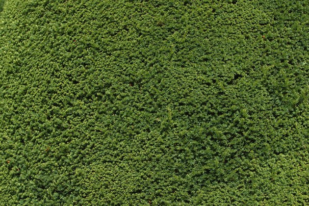Full Sun Varieties of Moss | eHow