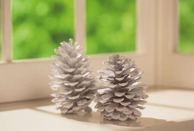 Pine Cones