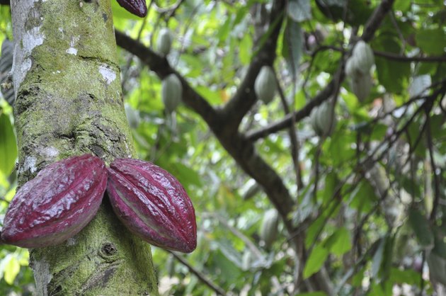 Cocoa Bean Pods