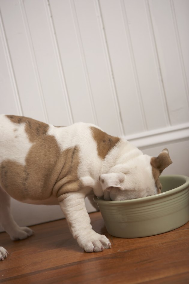 Dog eating from bowl