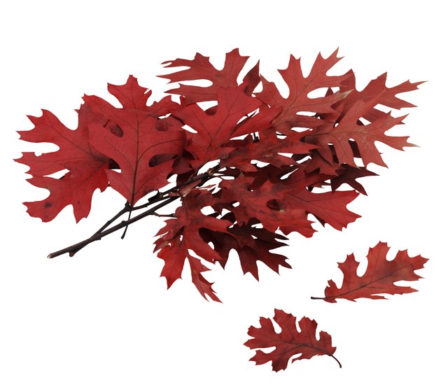 Oak branch with leaves