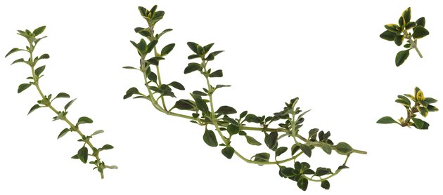 Thyme