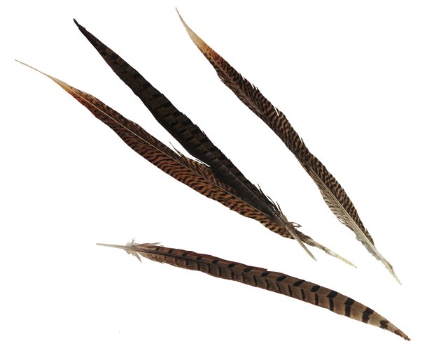 Pheasant feathers