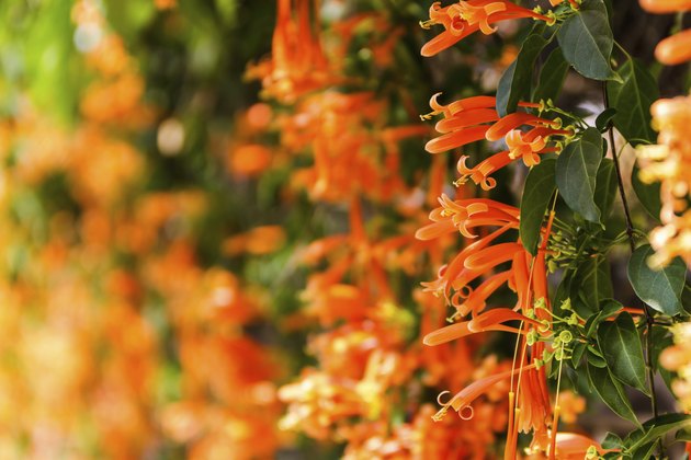 Close up Orange trumpet, Flame flower, Fire-cracker vine