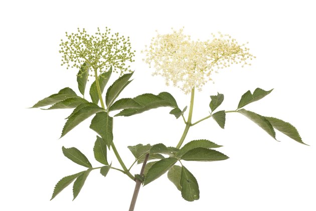 elderberry