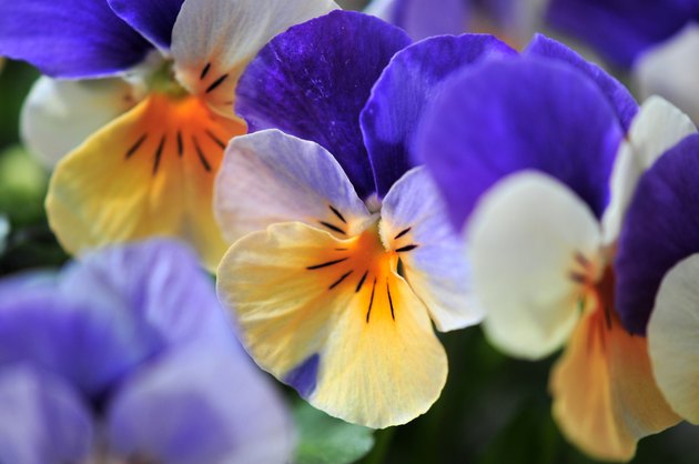 violas
