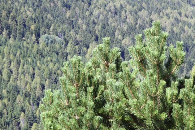 Lush pine in the middle of the forest