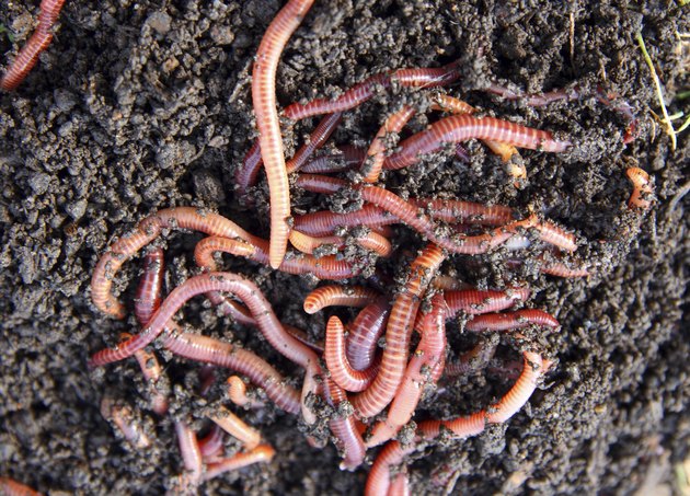 red worms in compost