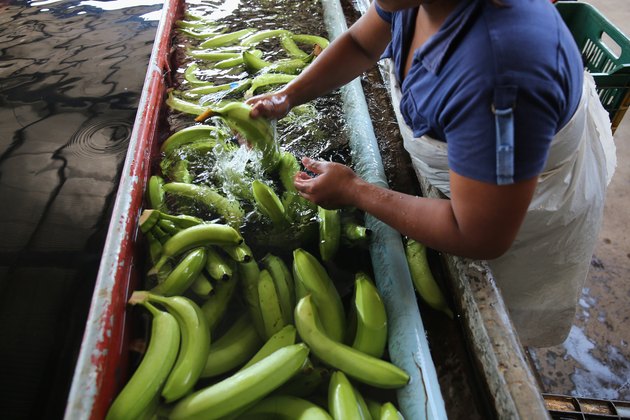 Workers Harvest, Clean, And Pack Bananas For American Market