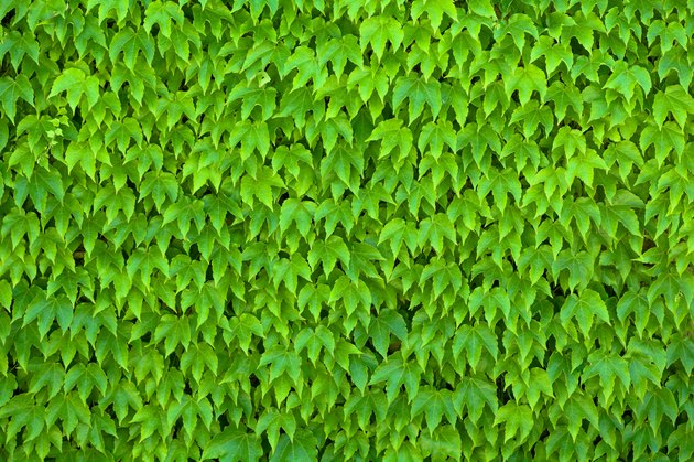 Wall covered with Boston Ivy.