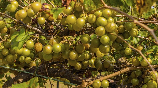 Muscadine Grapes