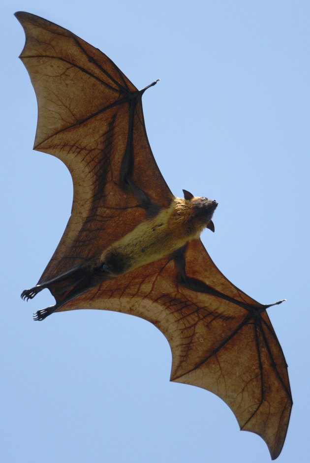 Indian Flying Fox (pteropus giganteus) in Sri Lanka
