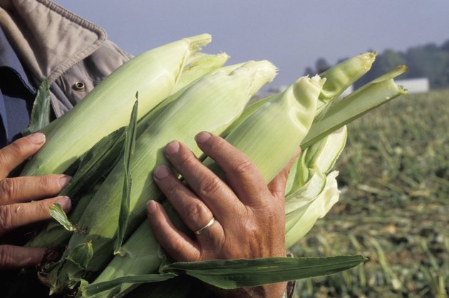 Hands Holding Ears of Corn in Field