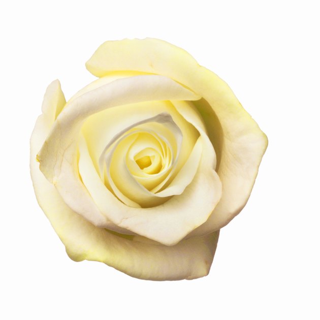 Close up of a rose